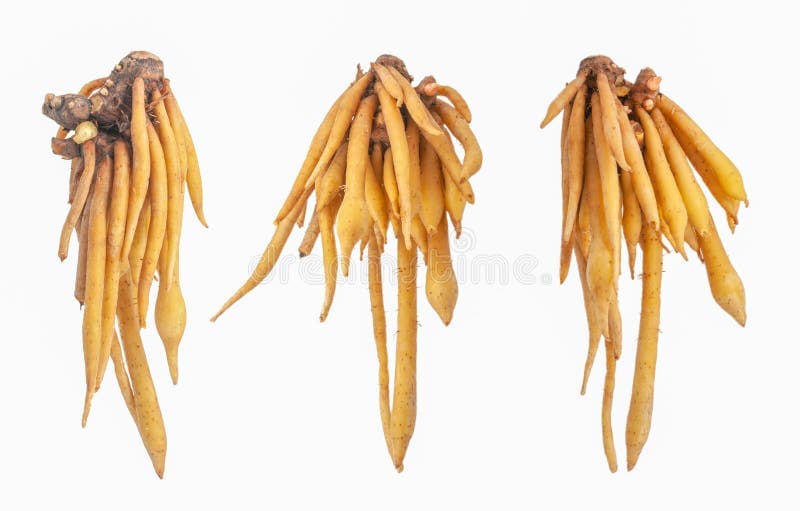 Finger roots ( karchai )