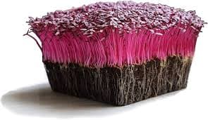 Amaranth Microgreens Punnet