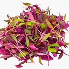 Amaranth Microgreen Cut