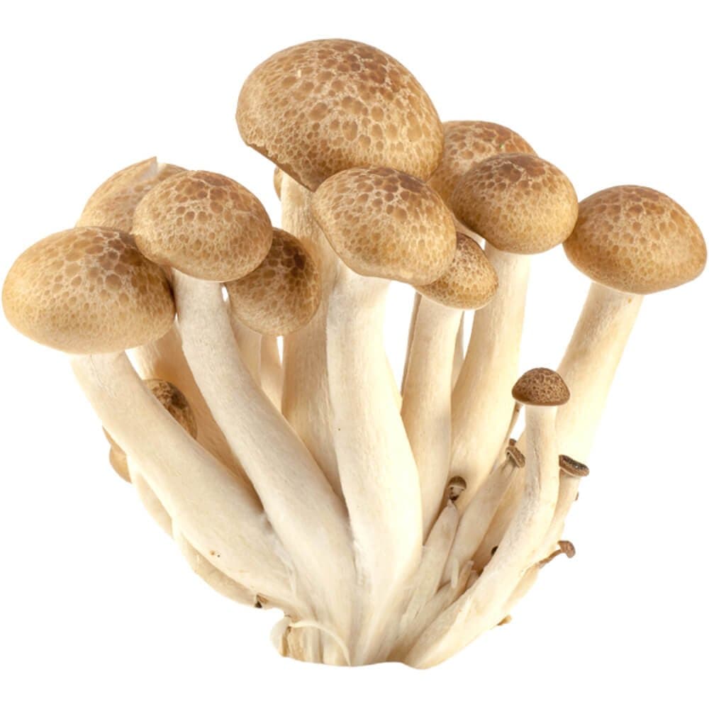 Brown Shimeji Mushroom