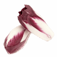 Chicory Red