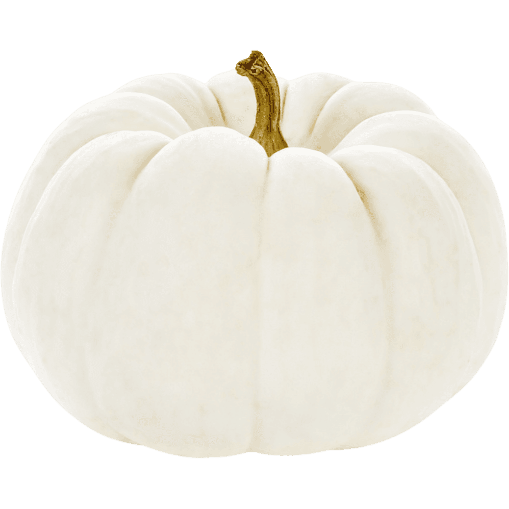 White Pie Pumpkin