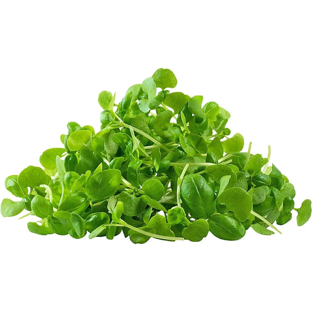 Basil Genovese â€“ Microgreen Cut