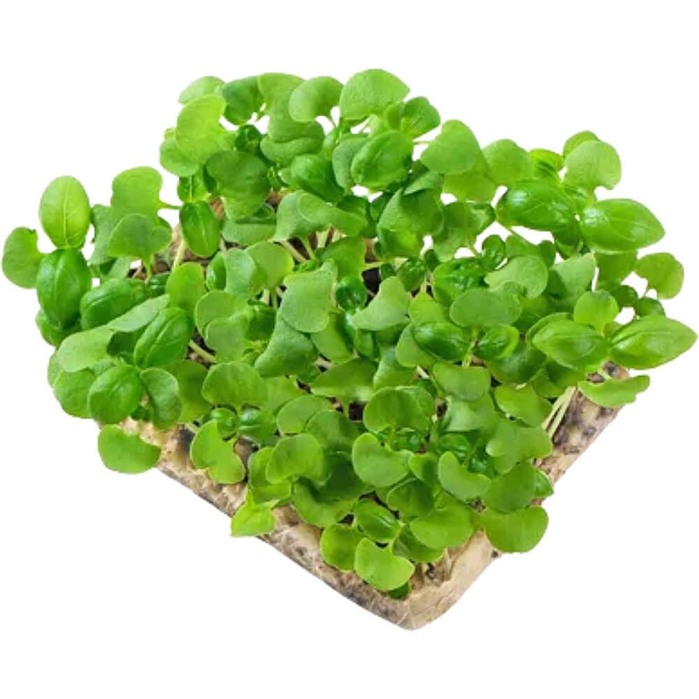 Basil Genovese â€“ Microgreens Punnet
