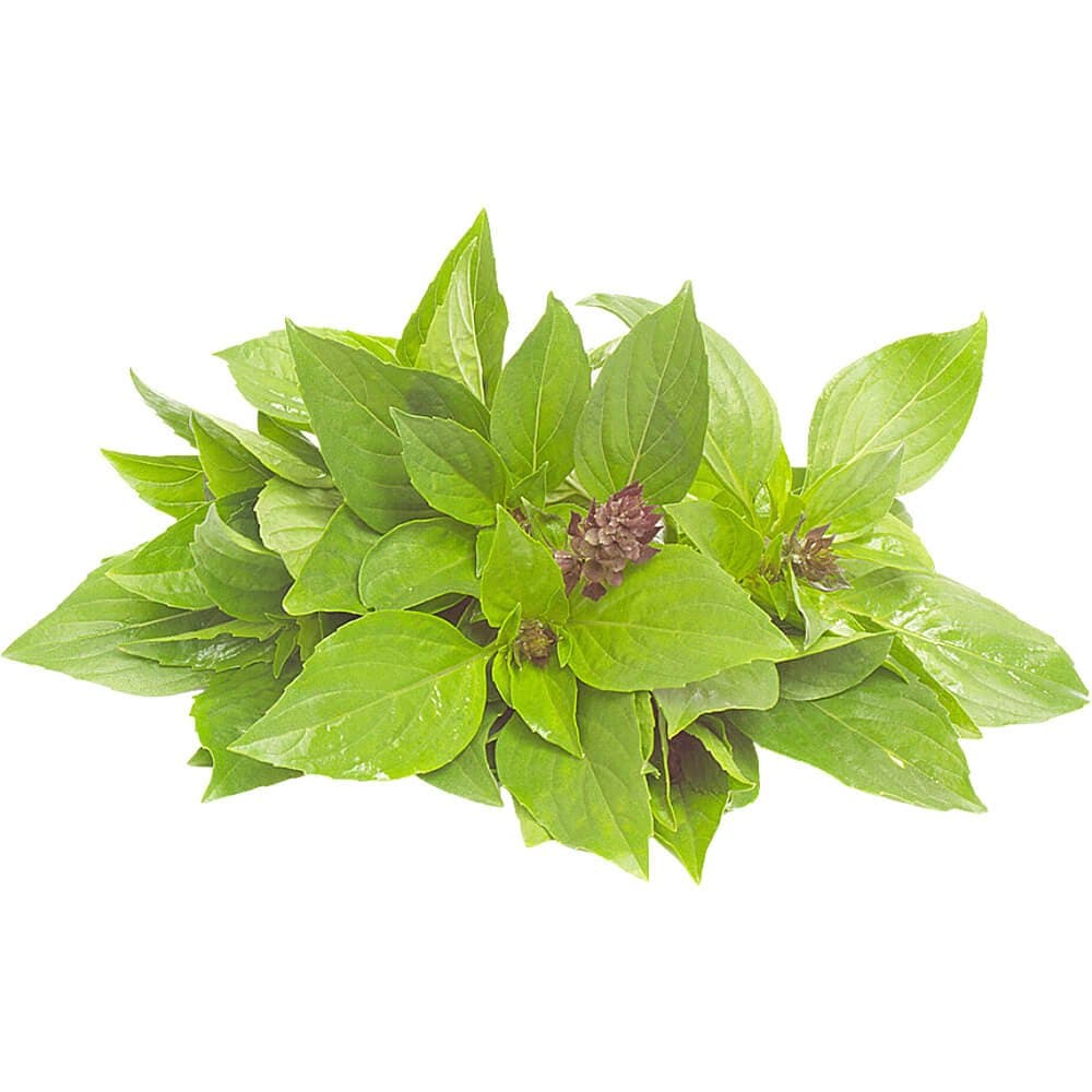 Basil Sweet Thailand