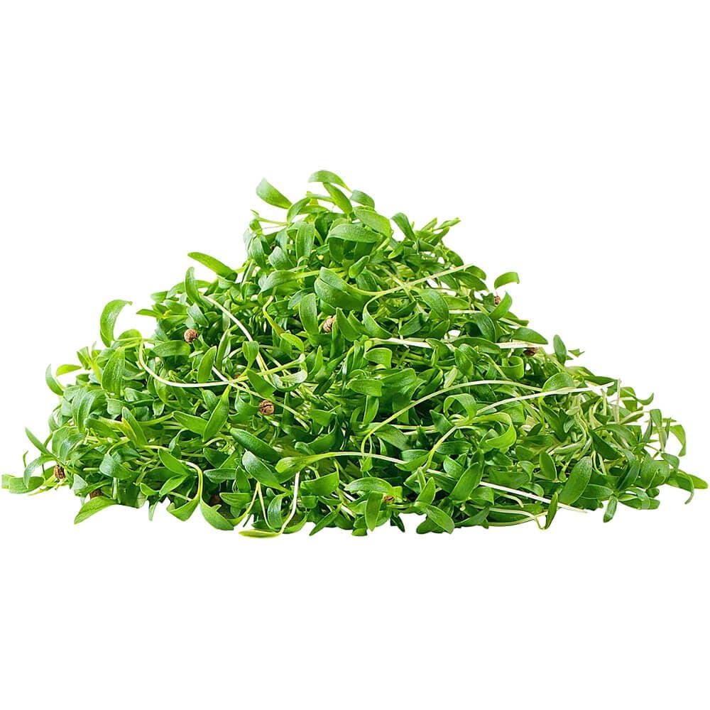 Coriander â€“ Microgreen Cut