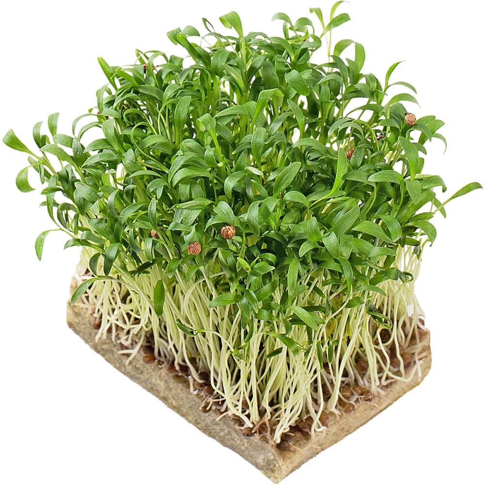Coriander â€“ Microgreens Punnet