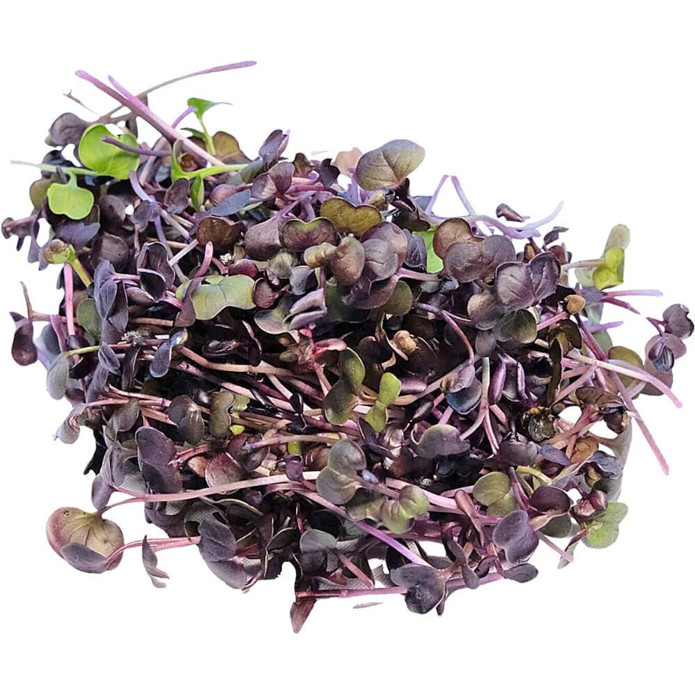 Daikon Red â€“ Microgreen Cut