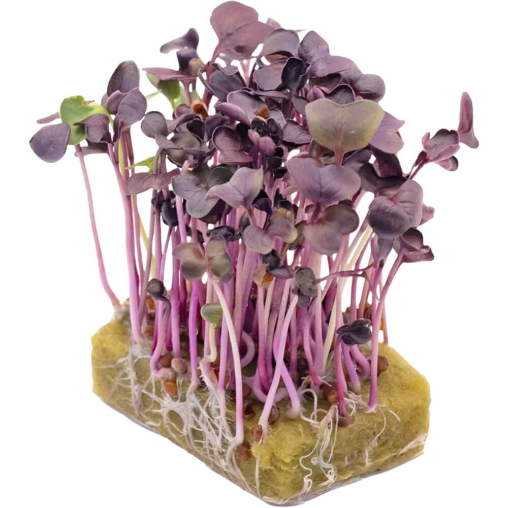 Daikon Red â€“ Microgreens Punnet