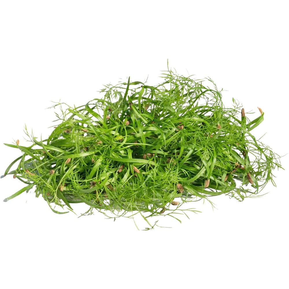 Fennel â€“ Microgreen Cut