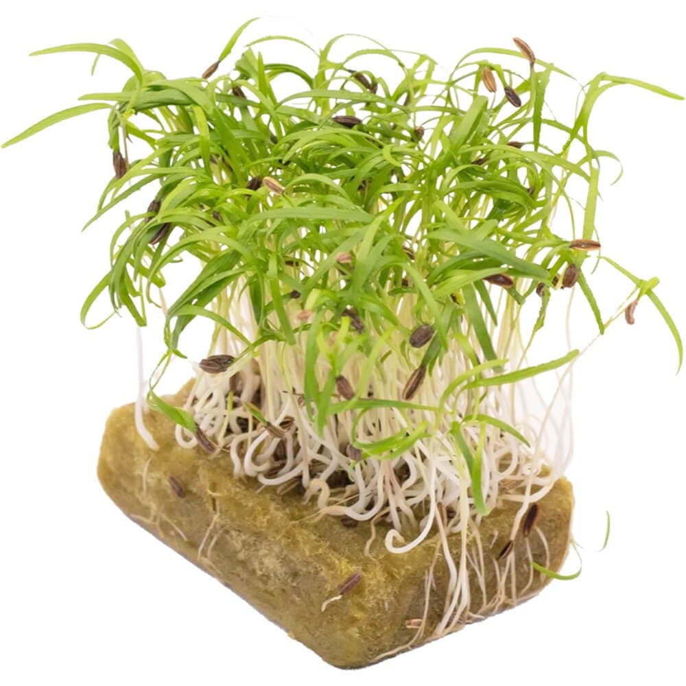 Fennel â€“ Microgreens Punnet