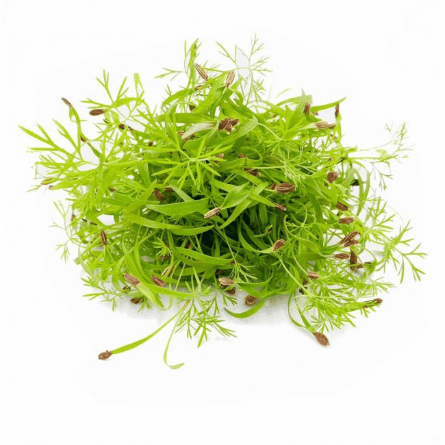 Fennel Cress â€“ Freshly Cut Soil Grown