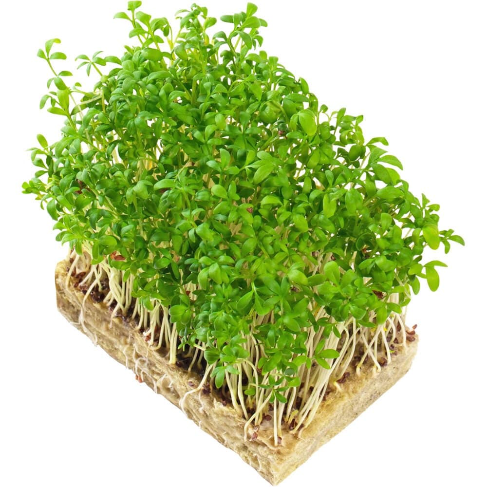 Garden Cress â€“ Microgreens Punnet