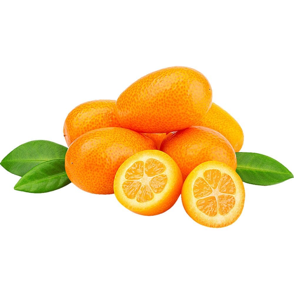 Kumquat SA Box